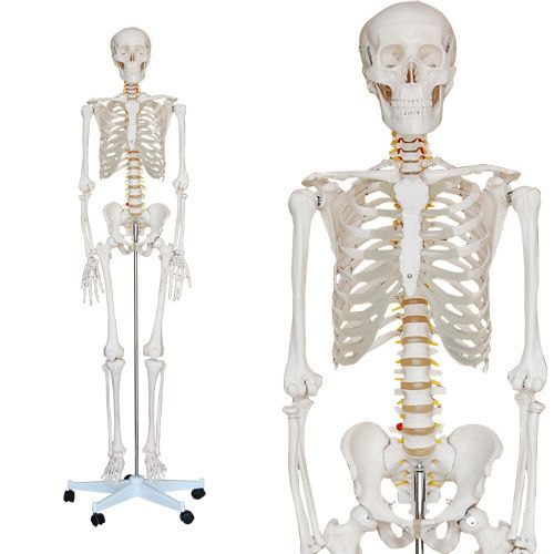Anatomie Modell Skelett Lebensgroß   2 Jahre Garantie